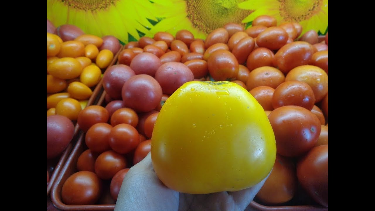 Сорт томатов Золотые купола Сорт томатов Золотые купола