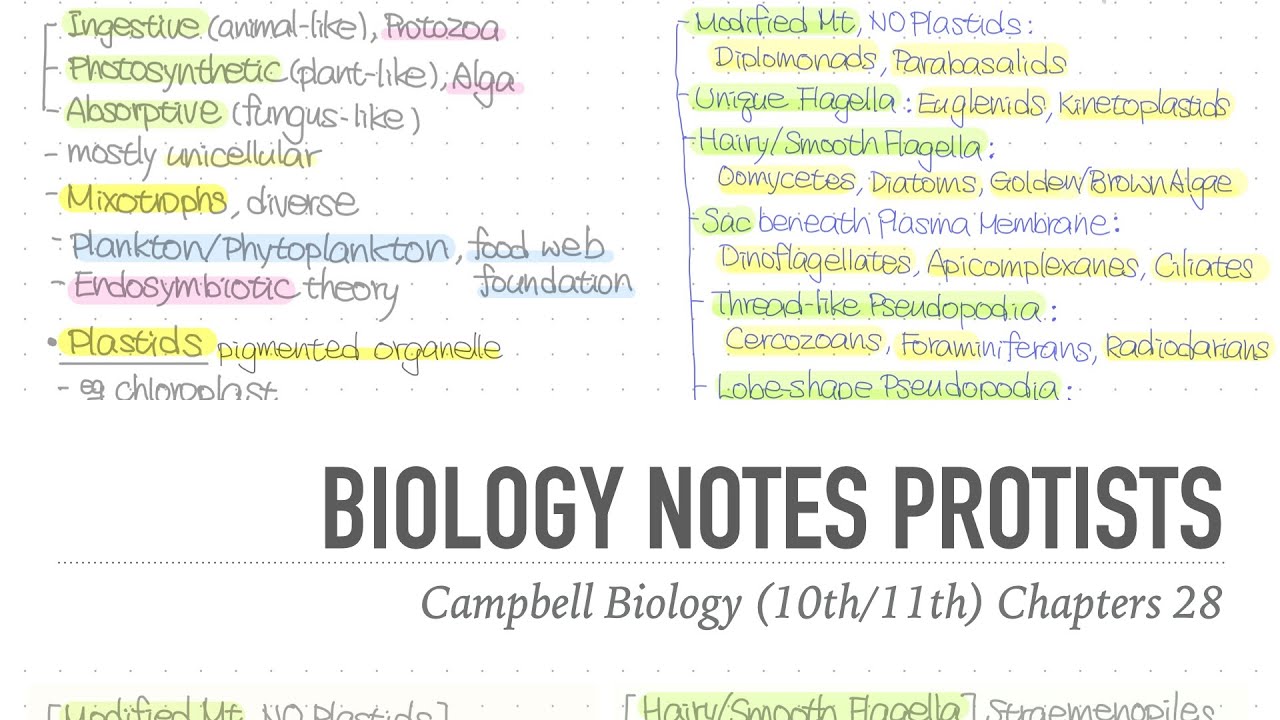 1001 Notes 📒 Ch 28 Protists 📝 Campbell Biology (10th/11th) Notes - YouTube