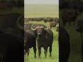 Massive Buffalo Ready For A Fight