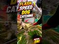 Sakamoto Power Full Dog Catching City #dog #streetdogrevival #ytviral #ytshorts #catch