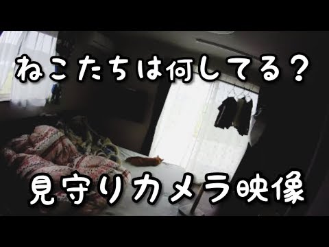 飼い主が見ていないところでねこは何をしている？見守りカメラで覗き見 