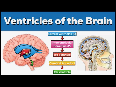 بطن های مغز: آناتومی و گردش مایع مغزی نخاعی (CSF).