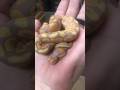 Banana woma clutch have shed out. Check out this lil 🍌 #ballpython #ballpythonbabies