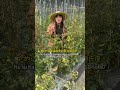 你们喜欢吃绿色的还是红色的小番茄 淮安土特产推介官 圣女果 乡村振兴 你们喜欢吃绿色的还是红色的小番茄 淮安土特产推介官 圣女果 乡村振兴