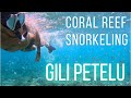 Gili Petelu - Coral Reef Snorkeling #giliislands #lombok