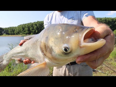 Ловля ТОЛСТОЛОБИКА по ХОЛОДНОЙ воде  Рыбалка с ночевкой