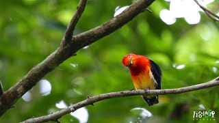 Amazing wildlife of Atlantic Forest around Iguazu