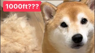 Harvesting Shiba Fur to Built Mt Kylo