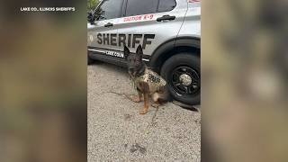 Lake County Illinois deputy accused of leaving K-9 alone in field sheriff s office investigating