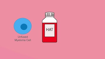 Hybridoma selection using HAT medium