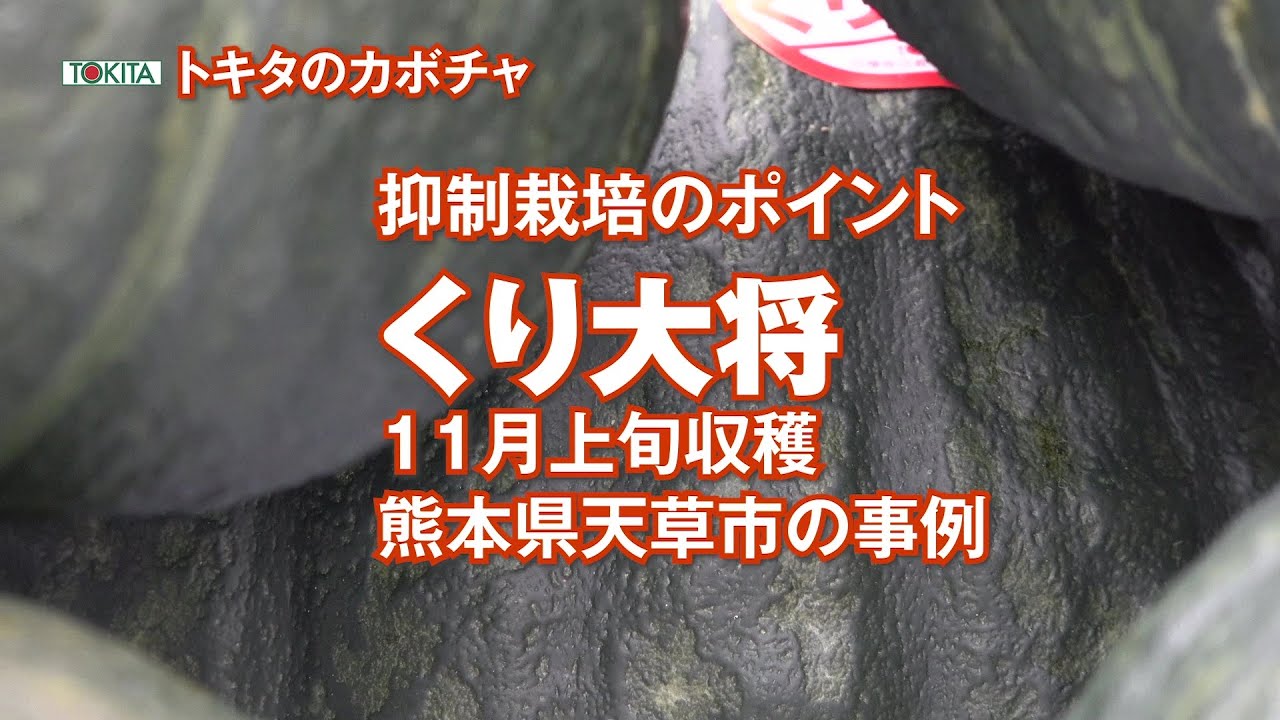 【カボチャ8月まきの抑制栽培】くり大将  の抑制栽培で11月収穫の直前まで樹勢を保つ栽培管理のポイント 冬至かぼちゃ　熊本県天草市の事例で説明　トキタ種苗