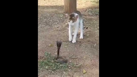 Cobra🐍 vs Cat🐈||#cobra #cat#fight#shorts#video