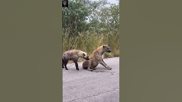 Thumbnail of Hyena’s sound - credit: @africanwildlifephoto