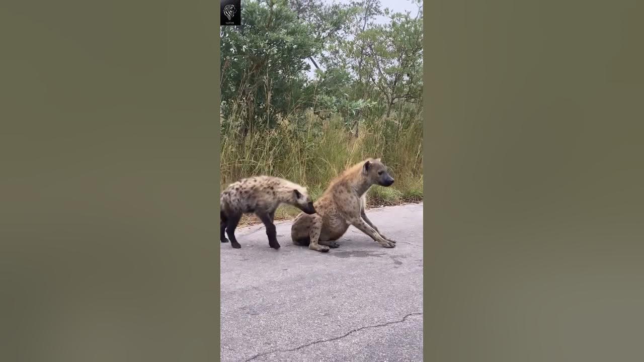 Hyena’s sound - credit: @africanwildlifephoto