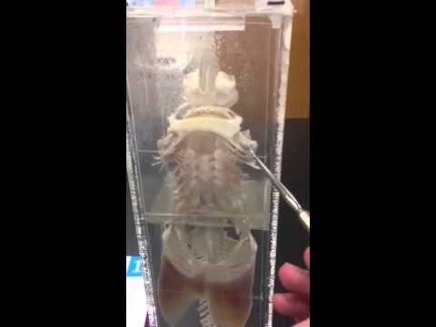 Skeletal system of a Dogfish Shark - YouTube shark skeletal system diagram 