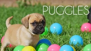 Puggle puppies having a ball