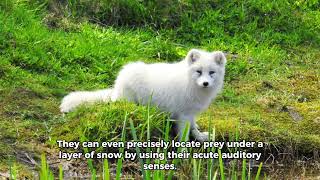 The Arctic Fox 🦊 | Top 10 beautiful facts