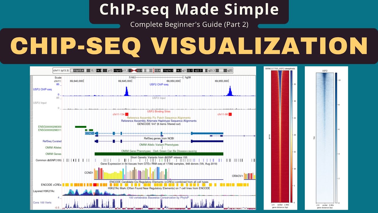 ChIP-seq Visualization: IGV, UCSC Browser & deepTools Tutorial