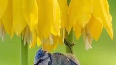 خواتيم سورة الزمر وسورة الزلزلة من صلاة العشاء بمسجد الحاج عبد المولى نايل بسيدي عبد الرحمن