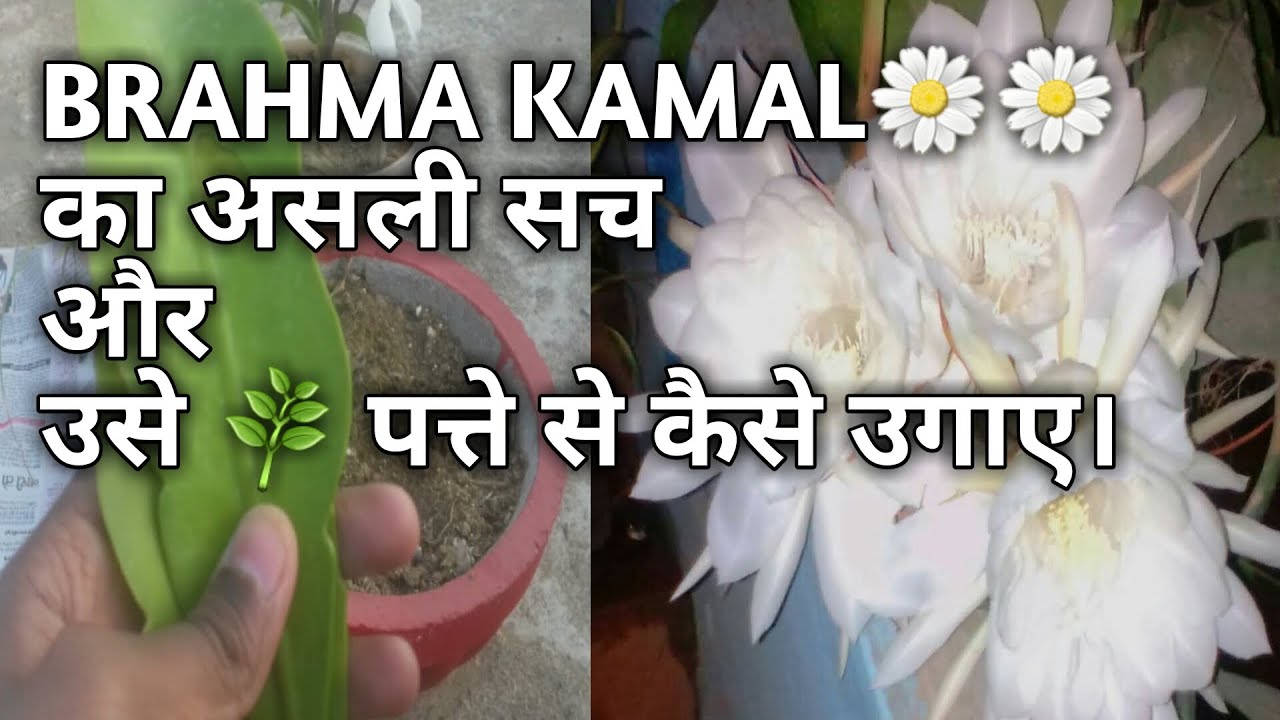 जानिए कैसे पत्तो से उग सकता है BRAHMA KAMAL.HOW TO GROW BRAHMA KAMAL