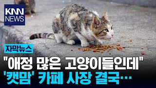 길고양이 밥 준 카페 사장 