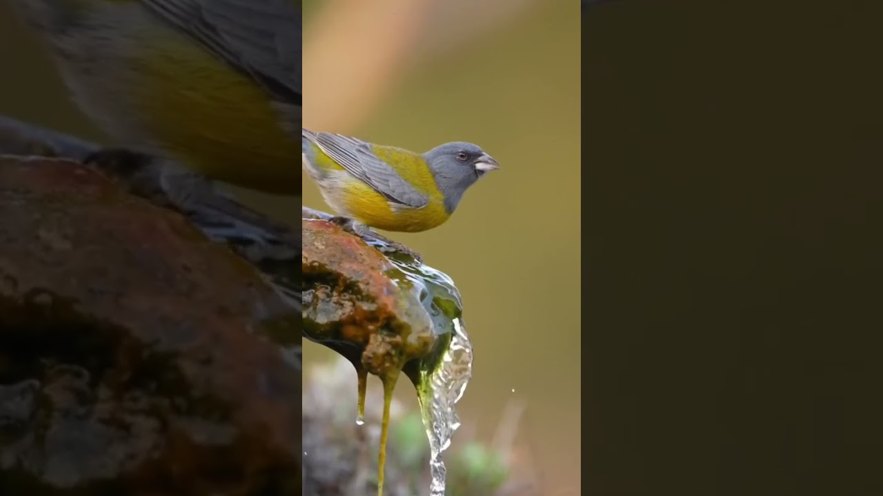 Animali divertenti, teneri, belli ed amorevoli. Natura e Fauna. 