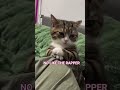 When candy confuses rap 🤪🍬 SUBSCRIBE LIKE #cat #music #viral #trending #fyp #relatable #memes #funny