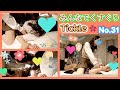 Tickle☆みんなであおいちゃんをくすぐるぞー(^^♪No.31☆Group tickling【Aoi-chan】