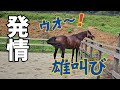 発情した引退競走馬牡馬が雄叫びを上げる！朝牧場に行くと大変な事に！