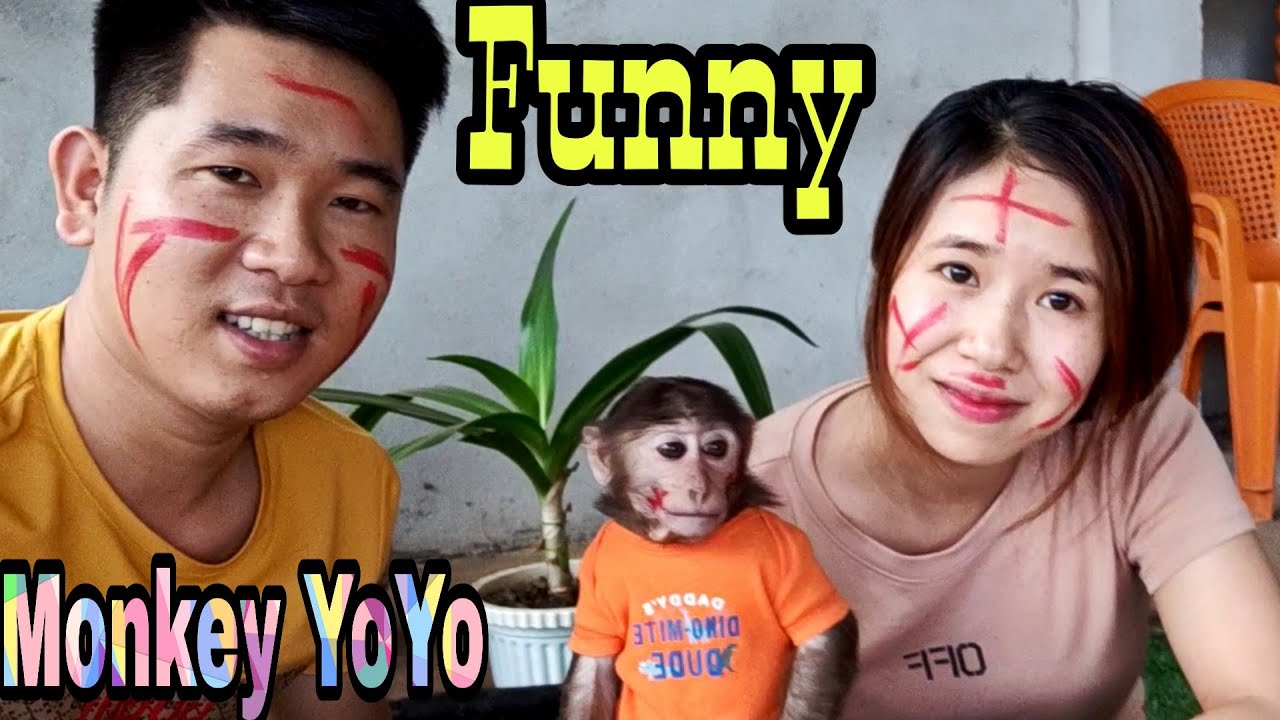YoYo family plays a very fun game | Monkey Baby YoYo