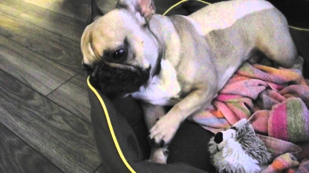 004 Itchy Paws / French Bulldog, JeanClaude (JCVDog