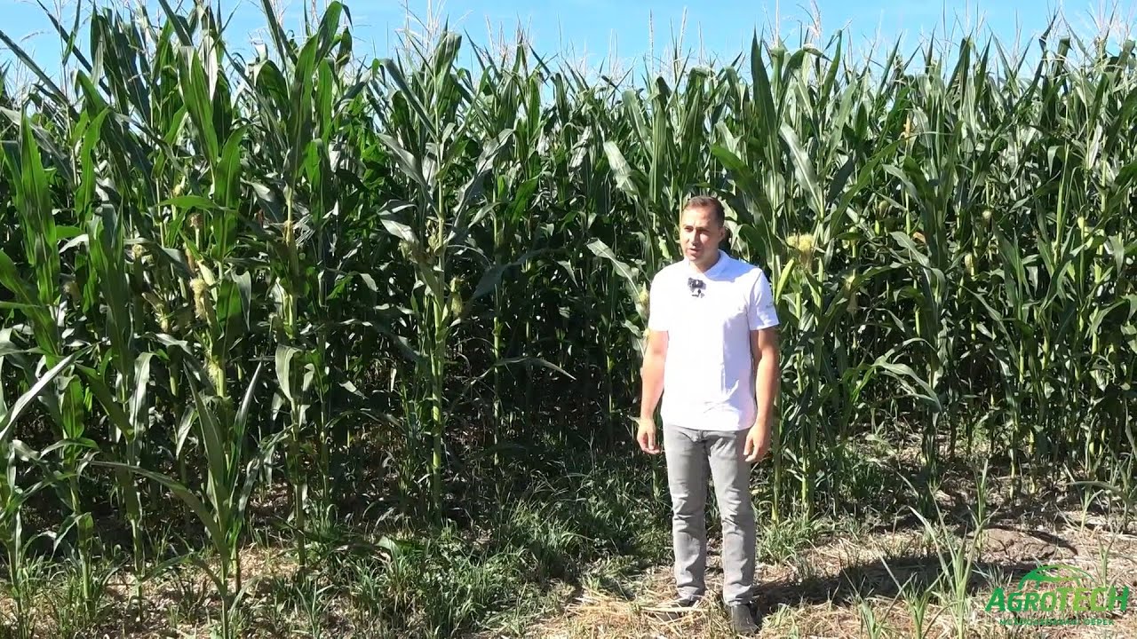 A földalatti öntözés hatékonysága