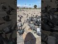 Izmir City Turkey!Feeding pigeons ! hamari adhuri kahani hasi song by Shreya Shreya Ghoshal #shorts