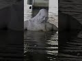 They Found Something Under the Bridge