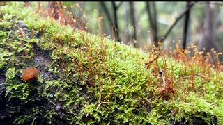 Magical Moss Forest with Bird Sounds | Relaxing Japanese Nature (2 Hours, No Music) | Tiny Birdsong