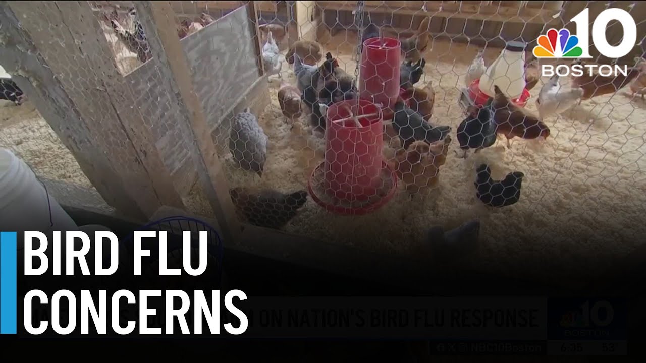 Mass. health experts worry bird flu could become another pandemic ...