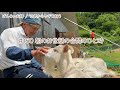 【79歳ヤギ飼い#13】お世話の合間の一息つく時間がたまらんがです「72歳からの楽しいシニアライフ#150」