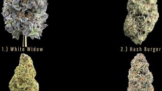 UNBELIEVABLY CHEAP THCA LIGHT DEPRIVATION BIGS