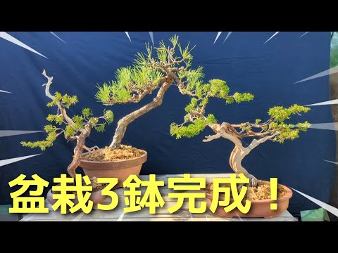 盆栽3鉢完成! - YouTube