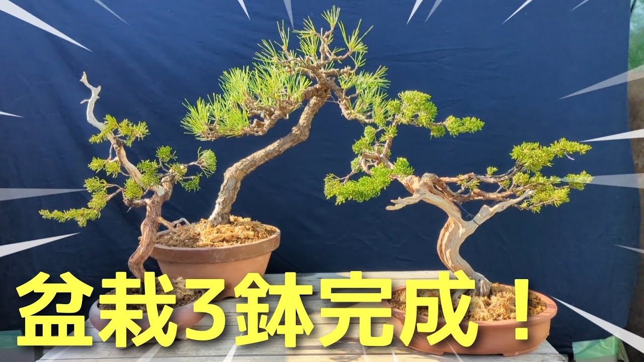 盆栽鉢　松皮盆栽鉢手作り盆栽鉢希少植木鉢山野草鉢3つ足25cm木肌作り 盆栽3鉢完成! - YouTube