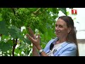 Как подготовить виноград к урожаю? | Секатор, калий и ловушка для ос | Дача