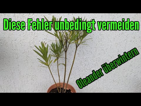 Video: Tipps zum Überwintern von Oleander-Pflanzen – Erfahren Sie mehr über die Pflege von Oleander im Winter