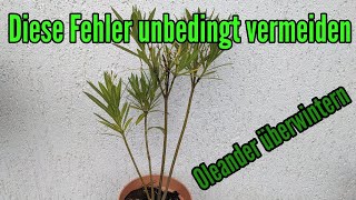 Oleander überwintern Diese FEHLER unbedingt vermeiden Nerium oleander