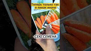 Посадка моркови🥕 - один из лучших способов #огород #дача #морковь