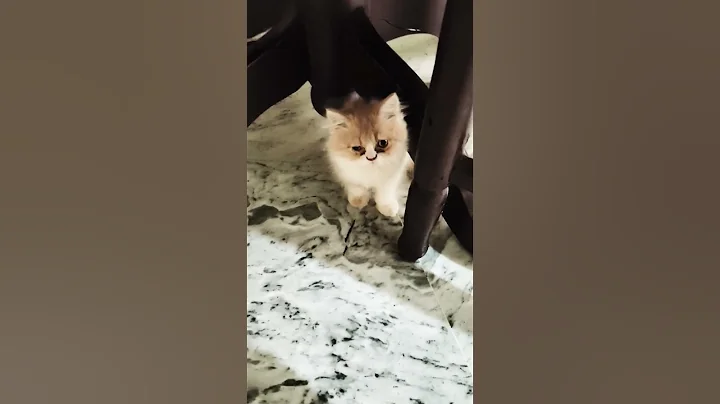 Video 11818151: cute persian kitten