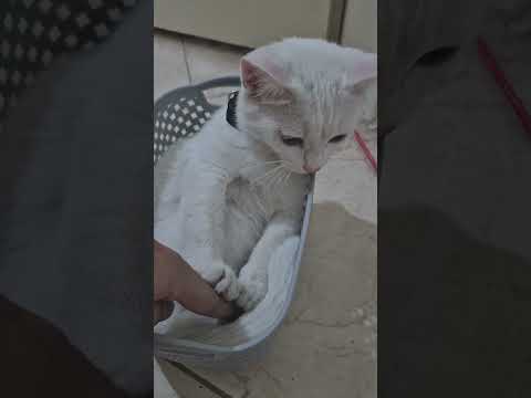 موش گرفته نمیده