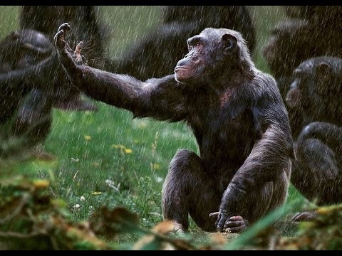 Интересно! Дикий мир Приматов! Документальные фильмы, фильмы про приматов