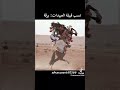قبيله العبيدات اكبر قبائل ليبيا وهيا قبيله مجاهده وتتميز بل تاربط بينا بيوتها
