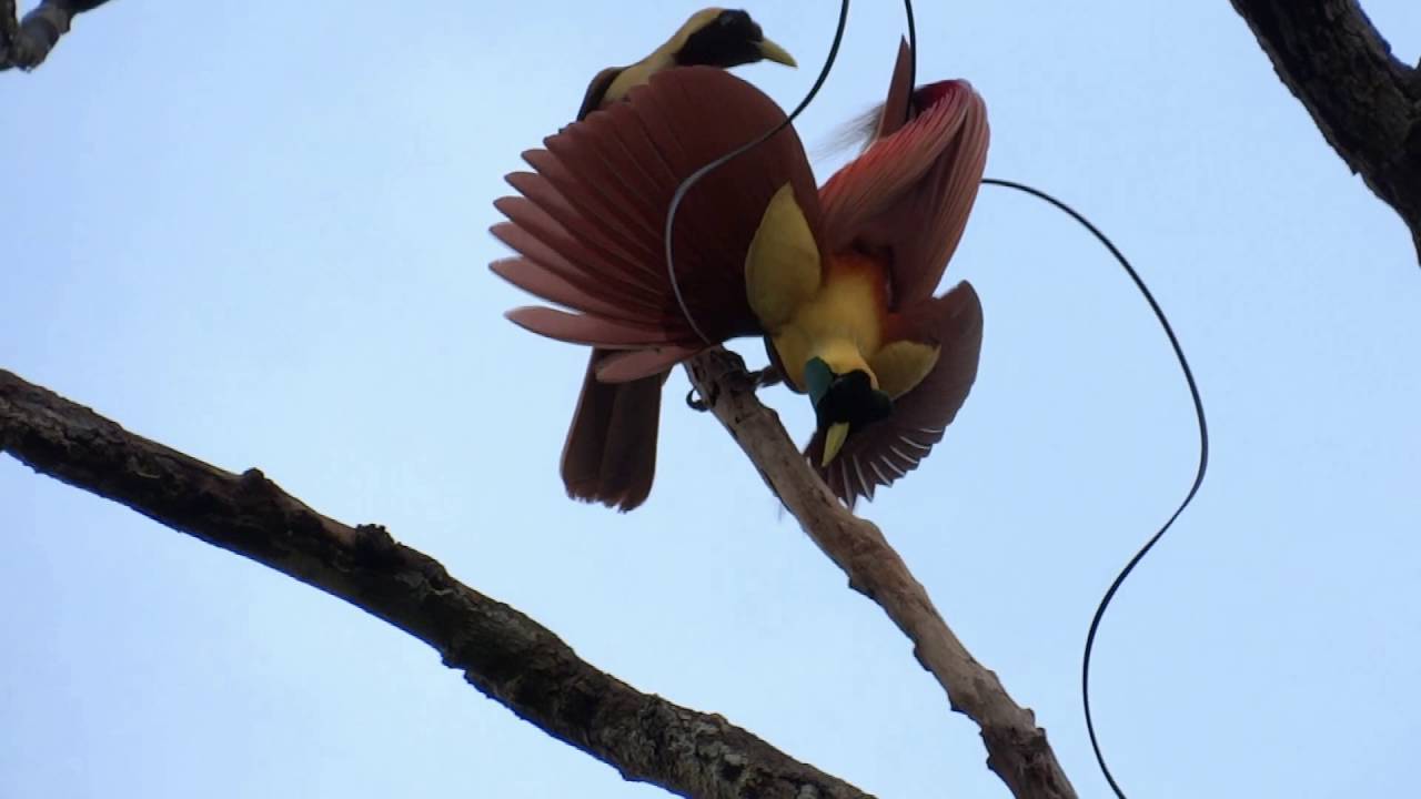 Red Bird Of Paradise 