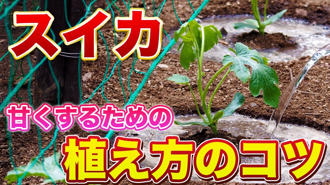 【スイカ栽培】最初の植え付けが肝心！甘〜く美味しいスイカを育てるための植え付け方法！